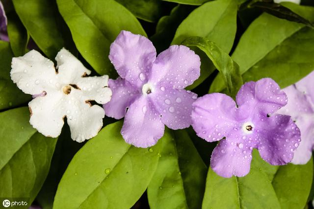 花卉养殖，双色茉莉也叫鸳鸯茉莉，双色茉莉怎么养护才能健康生长