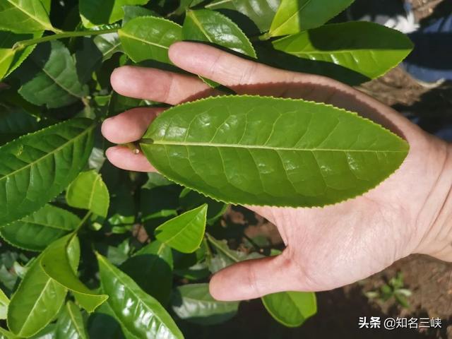 说茶传媒：中国这两个茶苗基地都号称全国最大，到底谁更胜一筹？