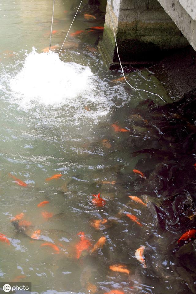 蝌蚪养殖在秋天需要注意池塘溶氧量问题，这3点来解决浮头和缺氧