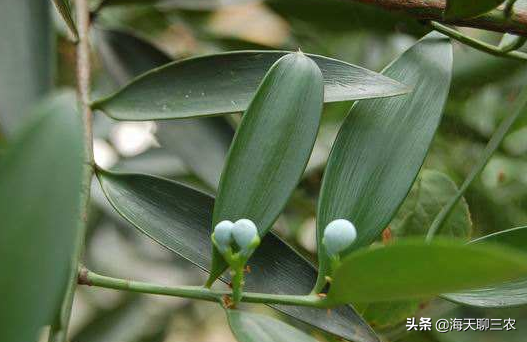 海天聊三农：与您分享大果竹柏的种植经验，一起来学习一下吧