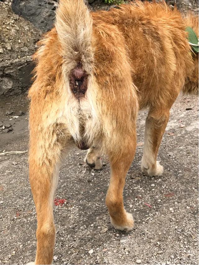 教你挑选猎性好的下司犬狗狗（其他犬类通用）