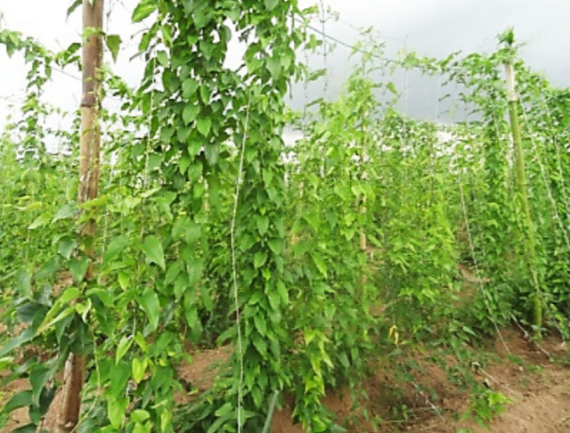 山药产业带地区的山药快繁技术：迷你种薯+微型种薯+扦插