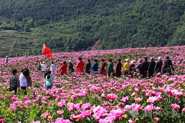 种植中药材 花开引客来