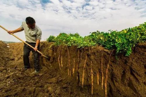 全国各地适合种植什么药材？你想知道的答案在这里，请收藏