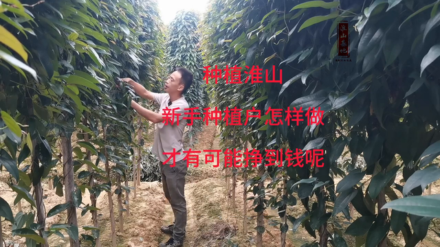 淮山种植，新手种植户怎样做，才有可能挣到钱#新农人计划2023