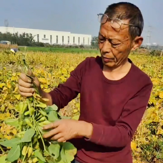 种大豆想要高产离不开这个小东西，大豆、豇豆、芸豆都可以...