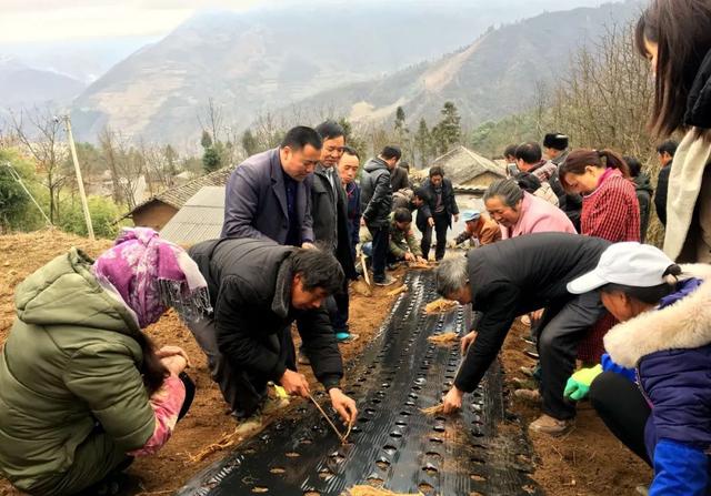 谭德才到马楠乡“传经送宝”现场指导农户种植党参