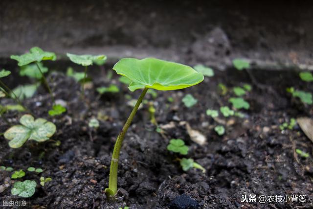 要想芋头种植产量大、品质高、收益好，这些种植管理技巧要知道