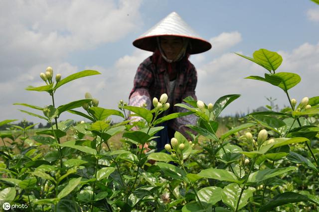 花卉养殖，双色茉莉也叫鸳鸯茉莉，双色茉莉怎么养护才能健康生长