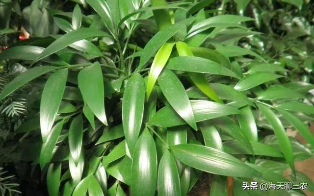 海天聊三农：与您分享大果竹柏的种植经验，一起来学习一下吧