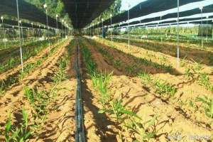 生姜地膜种植技术(生姜高产栽培，精细整地、育苗、水肥管理技巧)