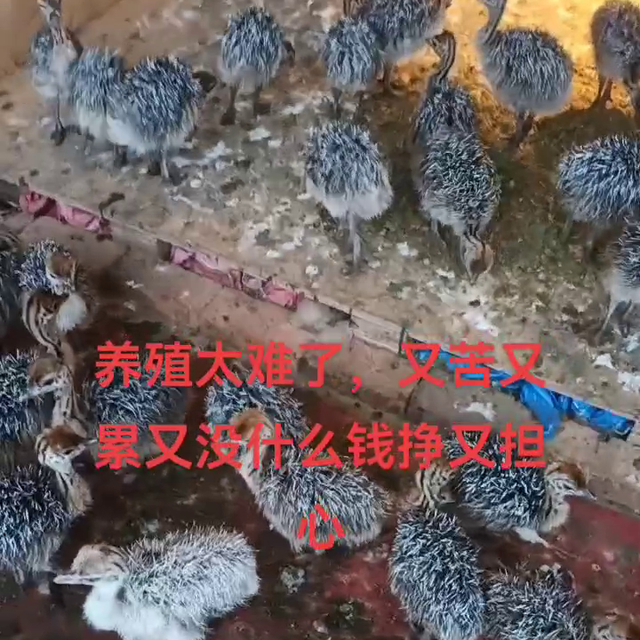 养殖太难又苦又累又脏，又担心，又挣不到什么钱，你不能想...