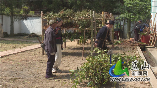 蓝山县荆竹瑶族乡：瑶山中草药变身“致富草”