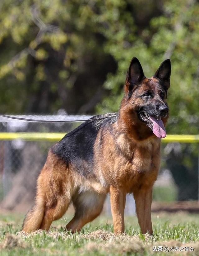 它们出自猛犬之乡，欧洲军警公认的三驾马车，其中它为中国贡献大