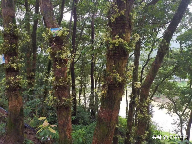 石斛开出“致富良方”，苏陕协作点亮秦巴山村共富路