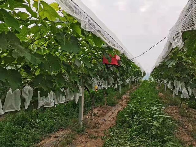 东北大叔冰天雪地零下10度摘葡萄，20天发酵2年陈酿成冰酒，啥样