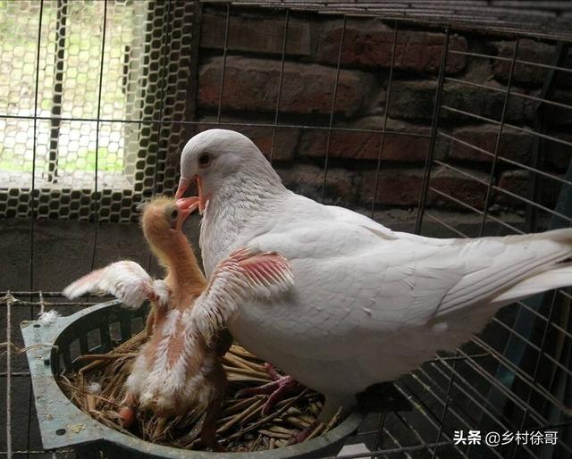 养殖场鸽舍选址及鸽病防治，以下几点可稳步提高经济效益