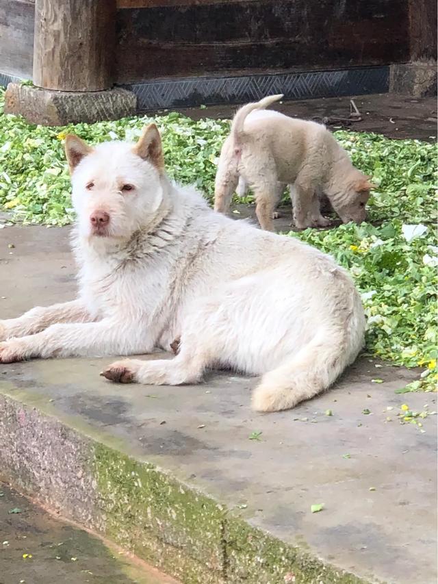 教你挑选猎性好的下司犬狗狗（其他犬类通用）