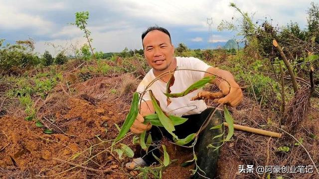 种植十几亩，年入到手100万？农村暴利种植项目！