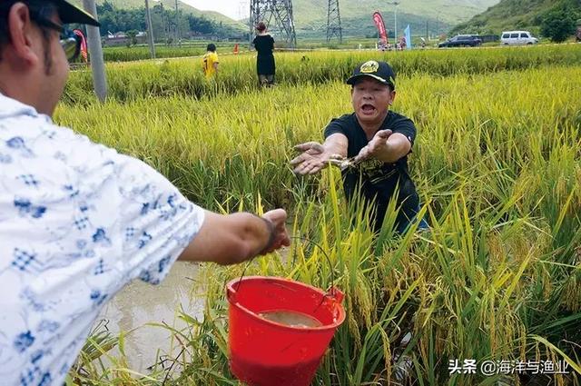 「稻渔专题」韶关市：今年安排400万元发展稻渔综合种养