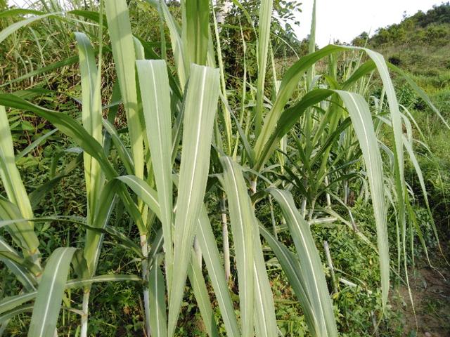 黑皮甘蔗种植小技巧，掌握3大点，4小点，包你种出又脆又甜的甘蔗