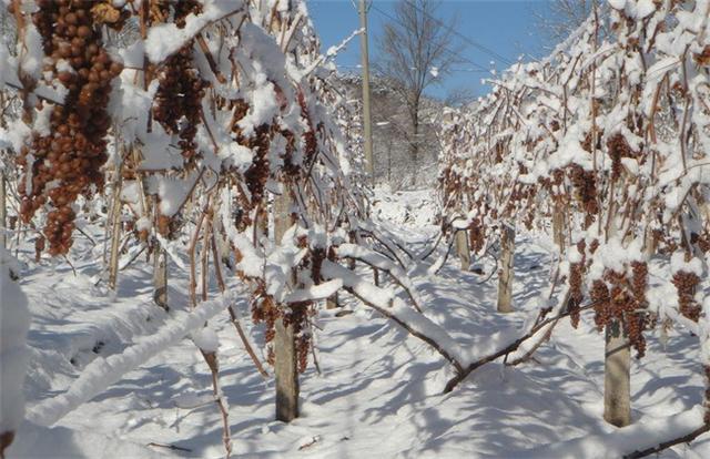 东北大叔冰天雪地零下10度摘葡萄，20天发酵2年陈酿成冰酒，啥样