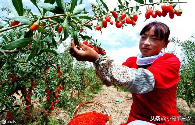 如何才能种出优质高产的枸杞？繁殖方法要选对，田间管理不能少