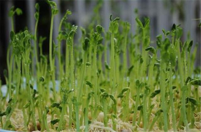 荞麦芽生产技术，种植方法教给大家，想要学习的别错过哟