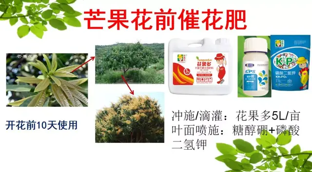 芒果这样种，高产很轻松，亩收益都上万