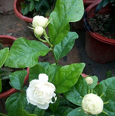 狮子头茉莉花越长枝条越少，狮子头茉莉花怎么养护花苞多长势茂盛