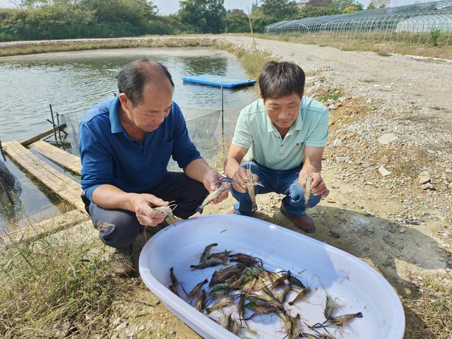 金秋迎丰收！南京市高淳区固花山村 罗氏沼虾起捕上市