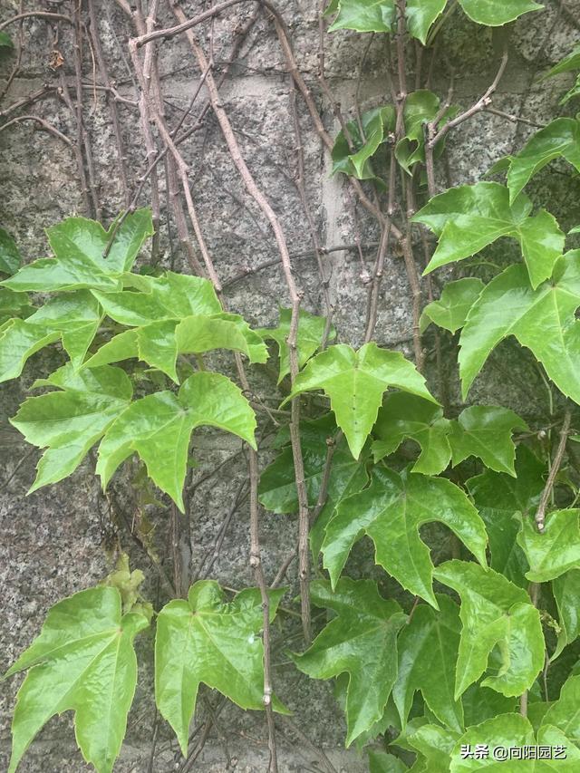 爬山虎不能乱种，三五年爬满房子，枝条茂密容易躲长虫，真是这样