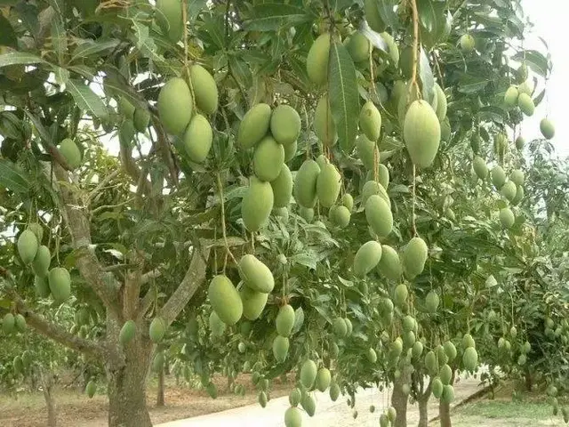 芒果这样种，高产很轻松，亩收益都上万