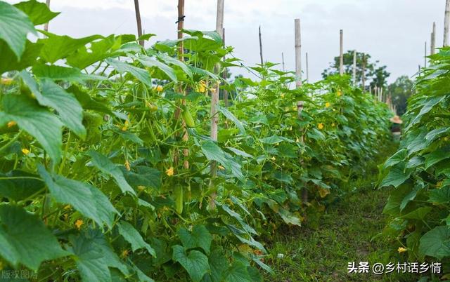 蔬菜招虫子不用怕，送给你几个土方法，效果比打药还要好