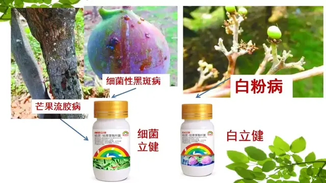 芒果这样种，高产很轻松，亩收益都上万