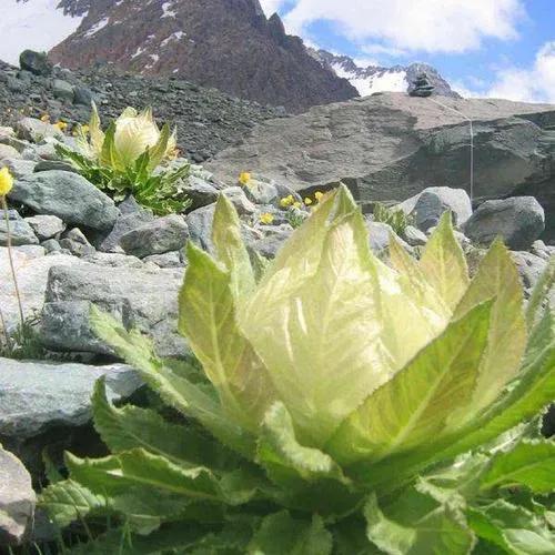 全国各地适合种植什么药材？你想知道的答案在这里，请收藏