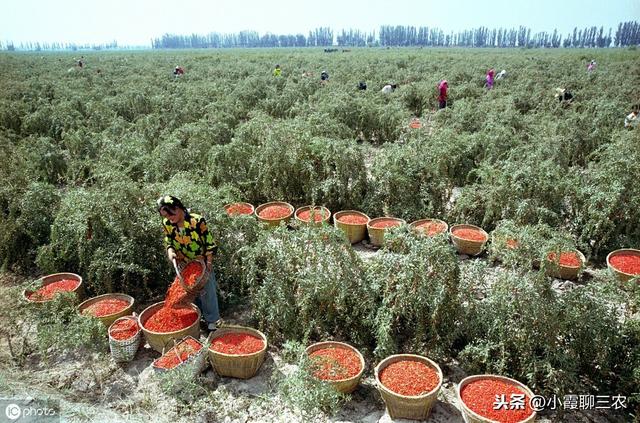 如何才能种出优质高产的枸杞？繁殖方法要选对，田间管理不能少