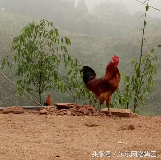 出诊四川达州，来看看大山里的原生态土鸡