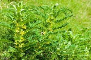 黄芪种植技术 价格(黄芪高效种植管理技术，掌握以下技巧，保进黄芪的增产增收)