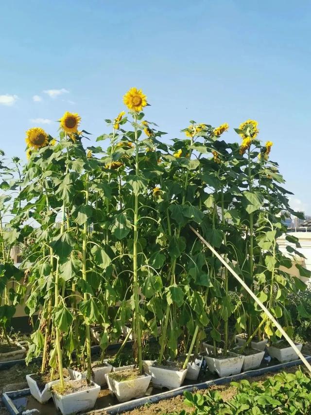 学校楼顶种植园系列纪实之三：丰富多彩的楼顶种植园