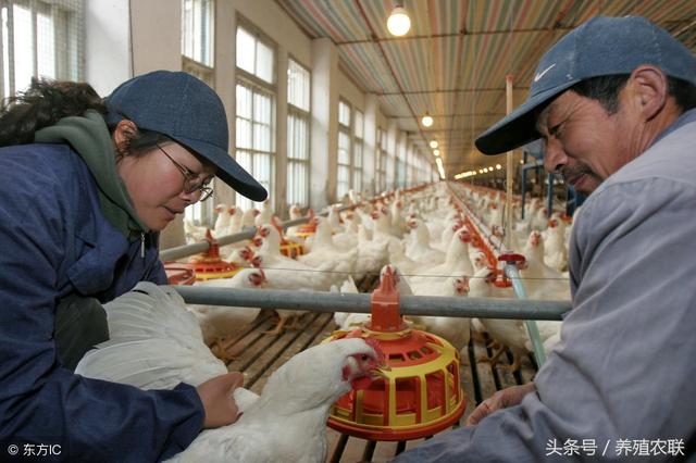 肉种鸡限饲三法，肉鸡养殖需要好品种