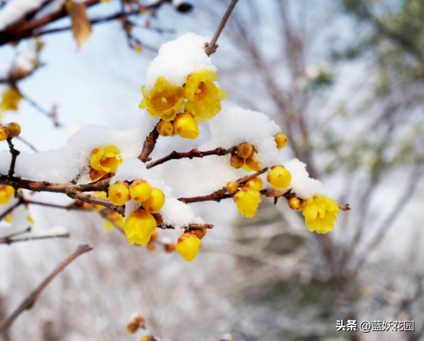 浓香高雅的腊梅盆栽做好5点，年年花开满枝头。