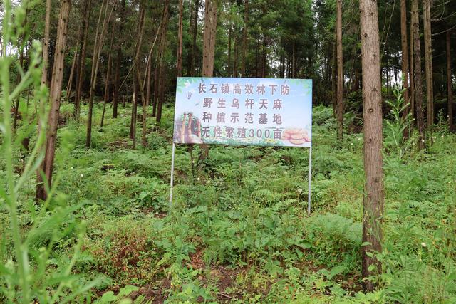 大方县长石镇：林下天麻让绿水青山变金山银山