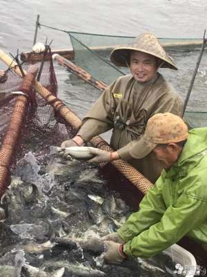 海鲈鱼的养殖技术(本地水花也可早上市？鲈鱼需要这么养)