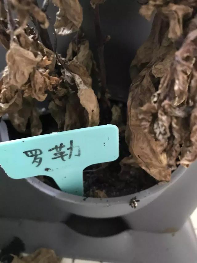 花园小白的种植初体验