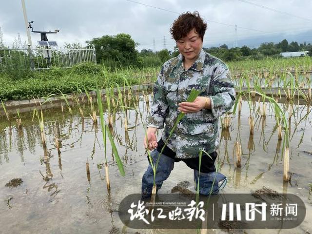 填补种植史上空白！丽水女子带领泥腿子研发团队让茭白一季两收