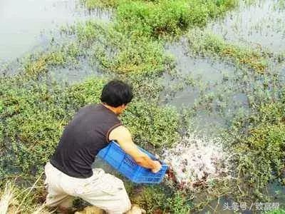 水草种植效益好，不挑地域不挑气候，水里地里都能长