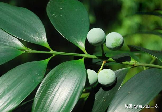 海天聊三农：与您分享大果竹柏的种植经验，一起来学习一下吧