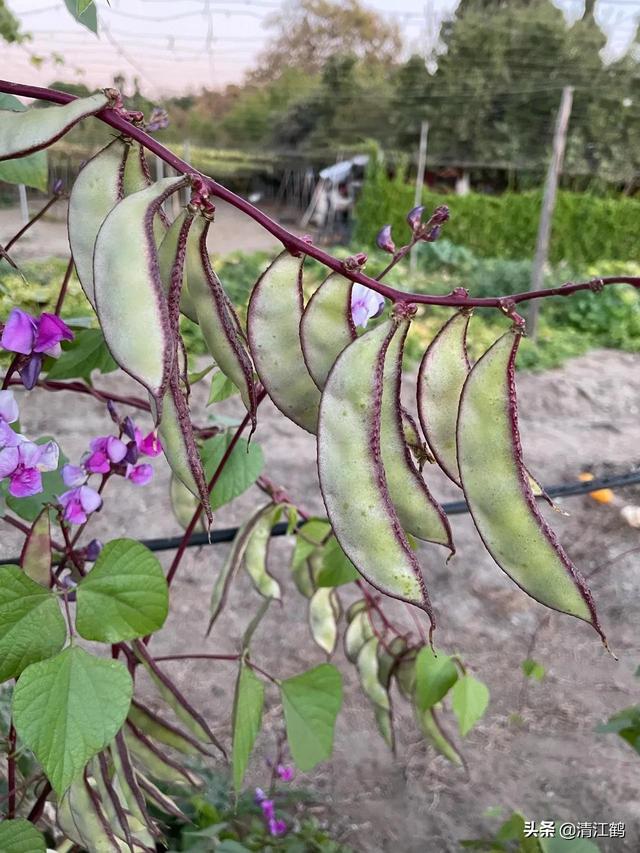 梅豆种植的时间和方法？老农说：这地方种植梅豆质感最好