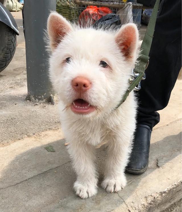 教你挑选猎性好的下司犬狗狗（其他犬类通用）